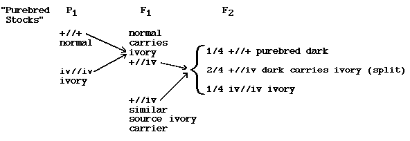 Ivory Monohybrid Cross