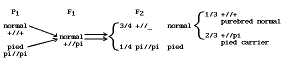 Pied Monohybrid Cross