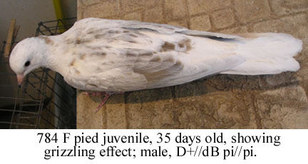784F, pied.JPG (34415 bytes)