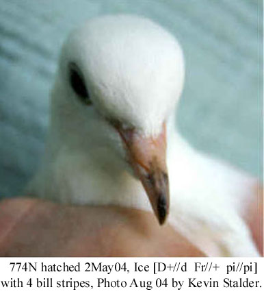 icebill3.jpg (32471 bytes)
