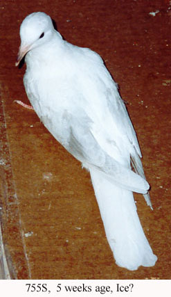 755s_pic1.jpg (34809 bytes)