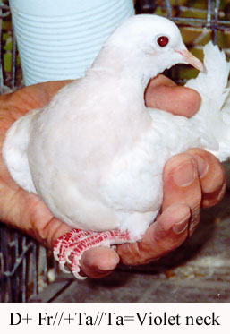 violet_neck.jpg (34133 bytes)