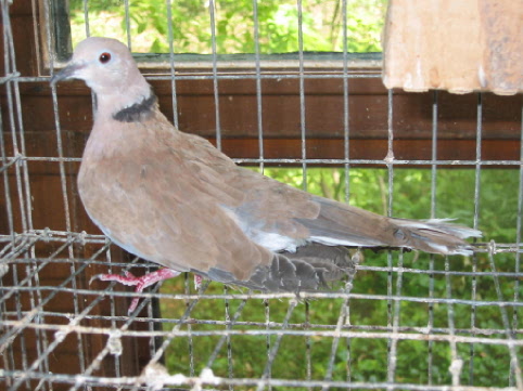 dove1.jpg (58850 bytes)