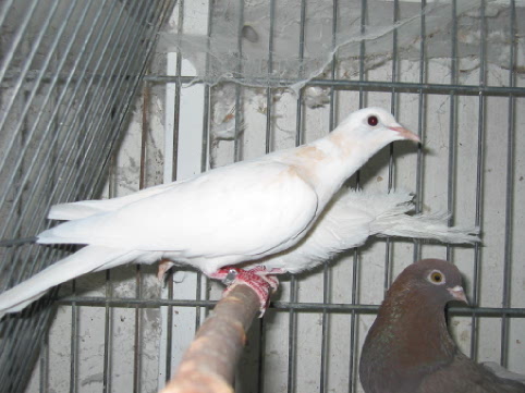 dove5orangeneck.jpg (44282 bytes)