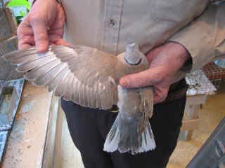 frosty_dove.jpg (17508 bytes)