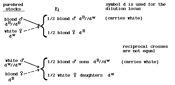 Blond x white reciprocal crosses