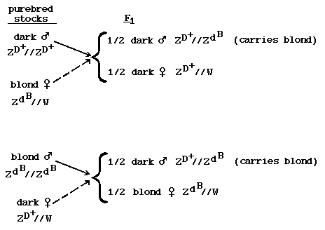 Dark x blond reciprocal crosses