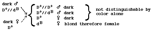 Blond x white reciprocal crosses