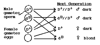 Blond x white reciprocal crosses